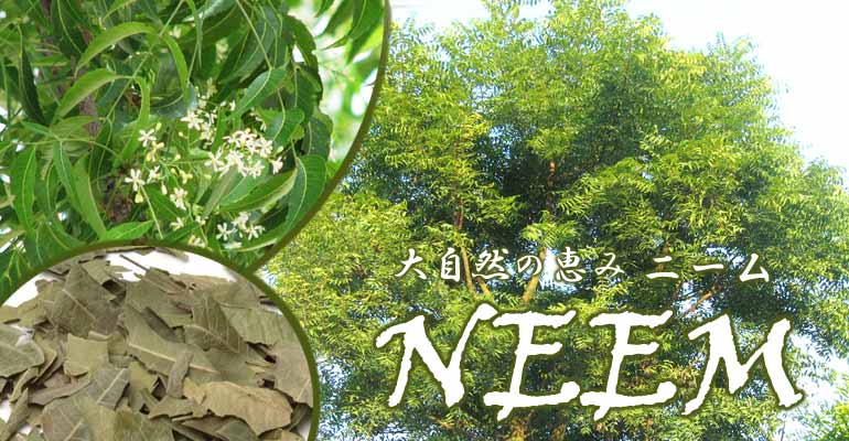 ニーム茶、ニーム製品