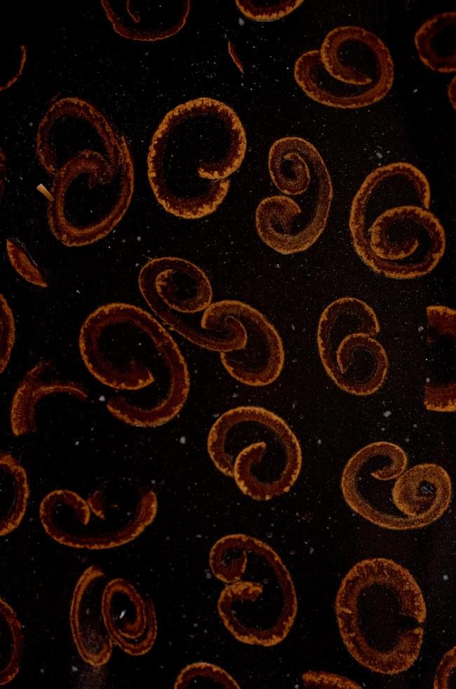 バリのシナモン飾り皿 楕円小皿 の商品写真 4枚目 シナモンの断面です