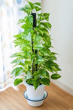 印度琺瑯 アンティーク調のホーロー 多目的ボウル - 外径21.5cm程度　約1700ml - サブ2