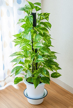 【送料無料・3個セット】印度琺瑯 アンティーク調のホーロー 多目的ボウル - 外径21.5cm程度 - サブ3