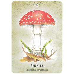 マッシュルームスピリットオラクル - mushroom spirit oracle - サブ5