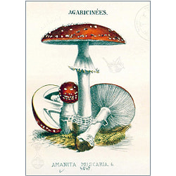 魔女の庭　不思議な薬草事典 - Witch