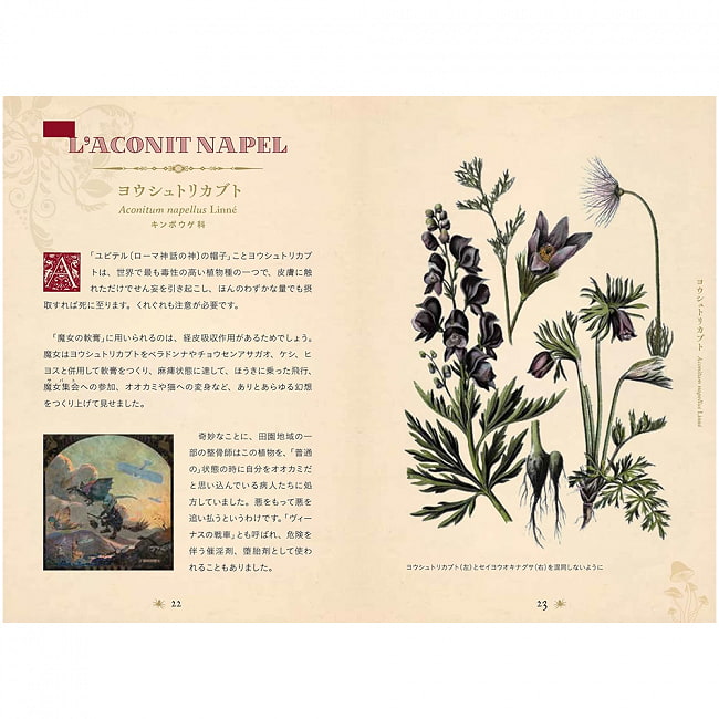 禁断の毒草事典  魔女の愛したポイズンハーブの世界 - Dictionary of Forbidden Poisonous Herbs The world of poison herbs loved  3 - 内容