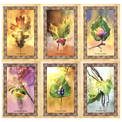 ケルティックツリーオラクル　ケルトの樹木オラクル - Celtic Tree Oracle - サブ2