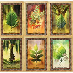 ケルティックツリーオラクル　ケルトの樹木オラクル - Celtic Tree Oracle - サブ3
