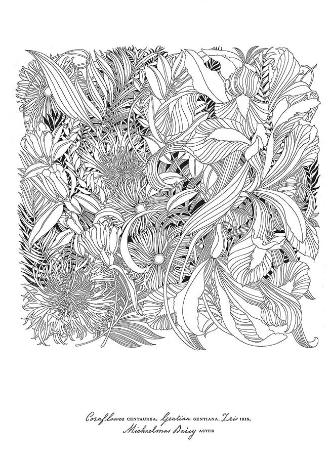 世界一美しい花のぬり絵BOOK - Coloring book of the best flowers in the world 5 - 