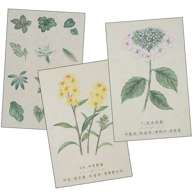 ワイルドフラワーズオラクルデッキ - Wild Flowers Oracle Deck 2 - 素敵なカードです