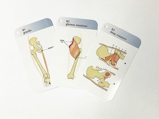 キネシオロジーフラッシュカード - kinesiology flashcards 2 - 裏表紙