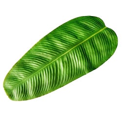 バナナの葉っぱの ランチョンマット お家でミールス気分を！ 56.5cm x 27cm程度 - サブ3