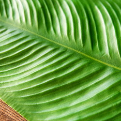 バナナの葉っぱの ランチョンマット お家でミールス気分を！ 56.5cm x 27cm程度 - サブ5