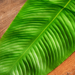 【4枚セット】バナナの葉っぱの ランチョンマット お家でミールス気分を！ 56.5cm x 27cm程度 - サブ5