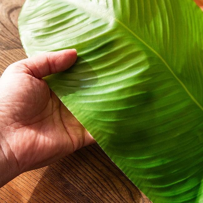 【30枚セット】バナナの葉っぱの ランチョンマット お家でミールス気分を！ 56.5cm x 27cm程度 9 - しなやかな素材です。