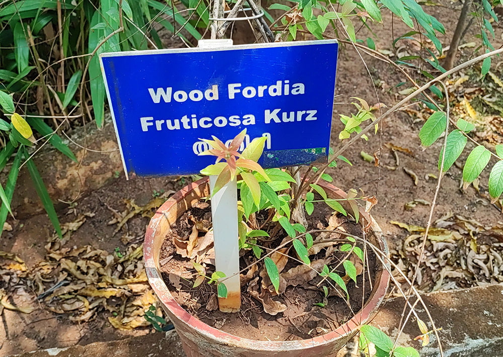 ＡＶＰ　クシーラバラ　タイラム[Ksheerabala Thailam 200ml]11枚目の下部説明写真です