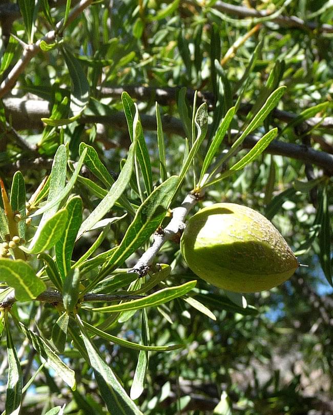 アルガン ピュアスキン オイル 【AGB】 2 - アルガンの実です。砂漠地帯でも大きく育つ希少な樹で、大きな実をつけます。