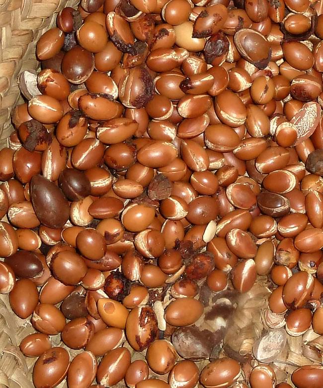 アルガン ピュアスキン オイル 【AGB】 3 - アルガンの実。これをすりつぶして油を抽出します。