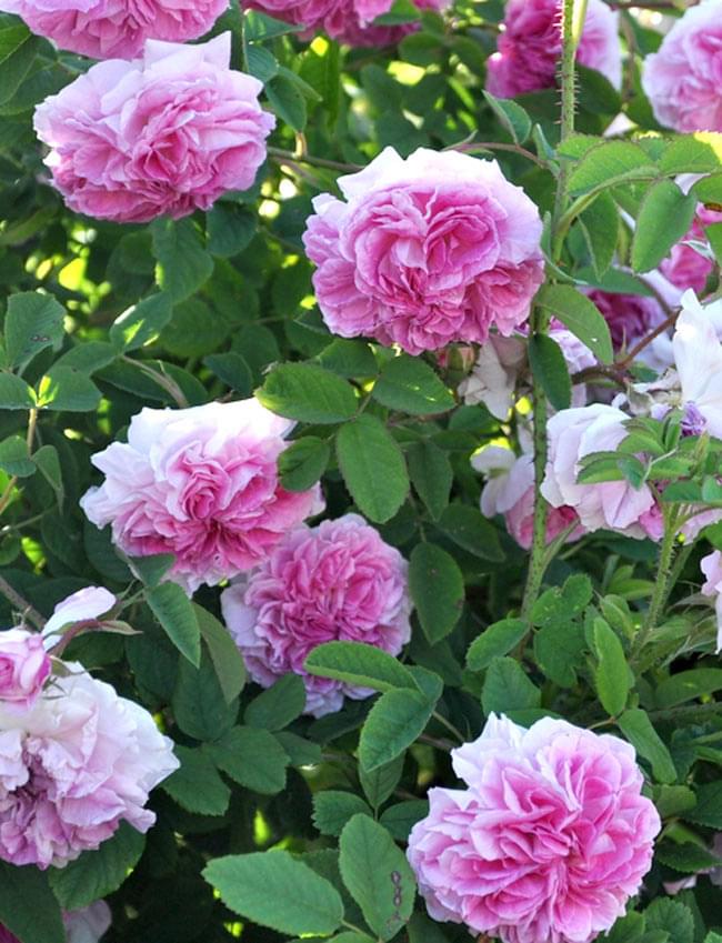 ダマスクローズ スキン ローション 【AGB】 2 - 大輪の花を咲かせる、ダマスクローズ。この花ビラを丁寧に摘み取り、水と一緒に火にかけて蒸留水だけを集めます。たくさんの花弁からほんの少ししか採れない貴重なものです。