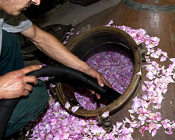 ブルーミー ピュアローズウォーター[Rose Water] - 全身用化粧水 200ml - サブ4