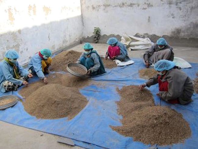 【送料無料・3個セット】インド藍のパウダー - Indigo 8 - インド、ラジャスタンでのヘナの選別風景です