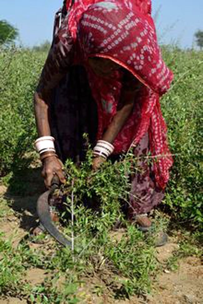 【送料無料・3個セット】インド藍のパウダー - Indigo 9 - 人の手でヘナを刈り取っています