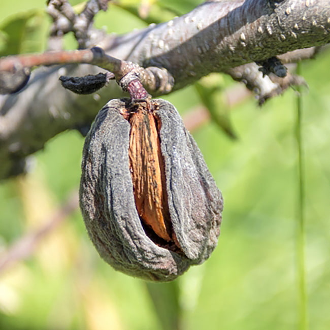【送料無料・3個セット】プラーナ　スイートアーモンドオイル 100ml 6 - スイートアーモンドって木になるんですね。