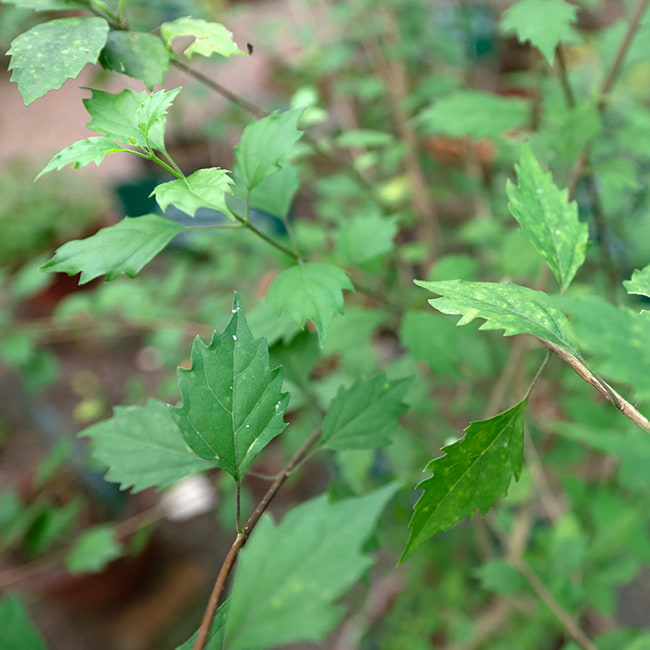 【送料無料・4個セット】アルニパウダー [ARNI POWDER] - 100g 5 - こちらがアルニの葉っぱです。