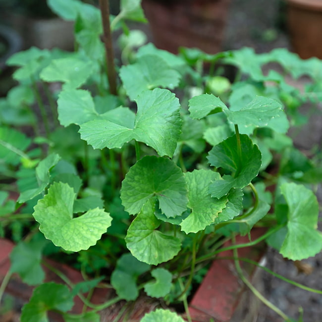 【送料無料・4個セット】ブラーミパウダー [BRAHMI POWDER] - 100g 5 - こちらがブラーミです