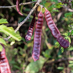 【送料無料・4個セット】シカカイパウダー [SHIKAKAI POWDER] - 100g - サブ5