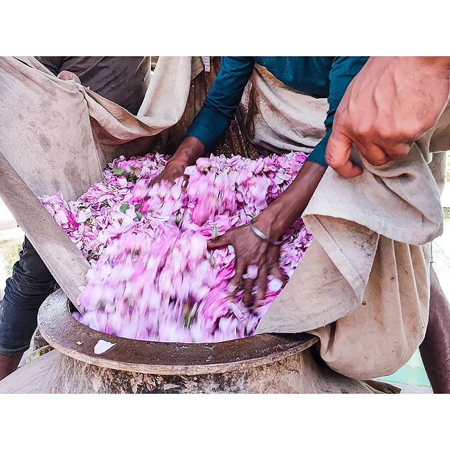 【6個セット】【Superior 】プシュカル　ダマスク　ローズオイル【精油 6ml】 5 - 蒸留器には一度に50kgもの薔薇の花弁が用いられます。最終的なできあがりはわずか20L程度ですから、その贅沢さが伺いしれます。 