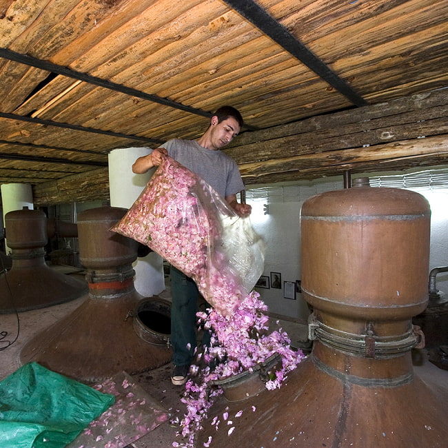 【6個セット】生バラだけの化粧水 - ダマスク ローズ ウオーター【80ml】 6 - 現地でローズウオーターを作っているところです