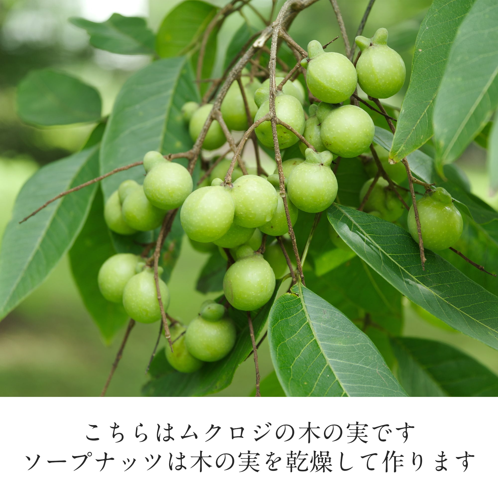 【お得な約750gセット(約250gパック×3個)】ソープナッツ　パウダー　木の実せっけん　Aritha Powder [250g]4枚目の説明写真です