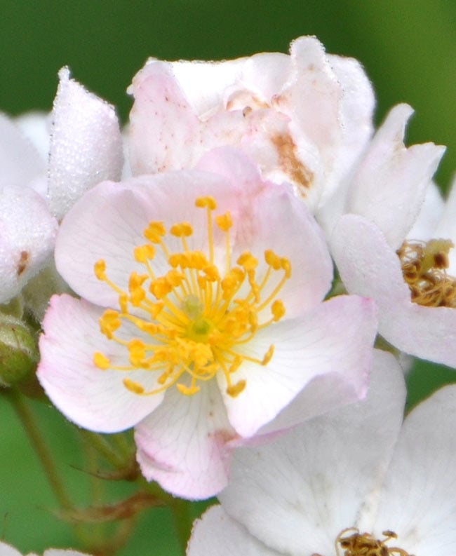 ローズウォーター・エグランティーヌ - Eglantine Rose Flower Water 【Hazem】 2 - 可憐な、白に近い野バラ。この花ビラを丁寧に摘み取り、水と一緒に火にかけて蒸留水だけを集めます。たくさんの花弁からほんの少ししか採れない貴重なものです。