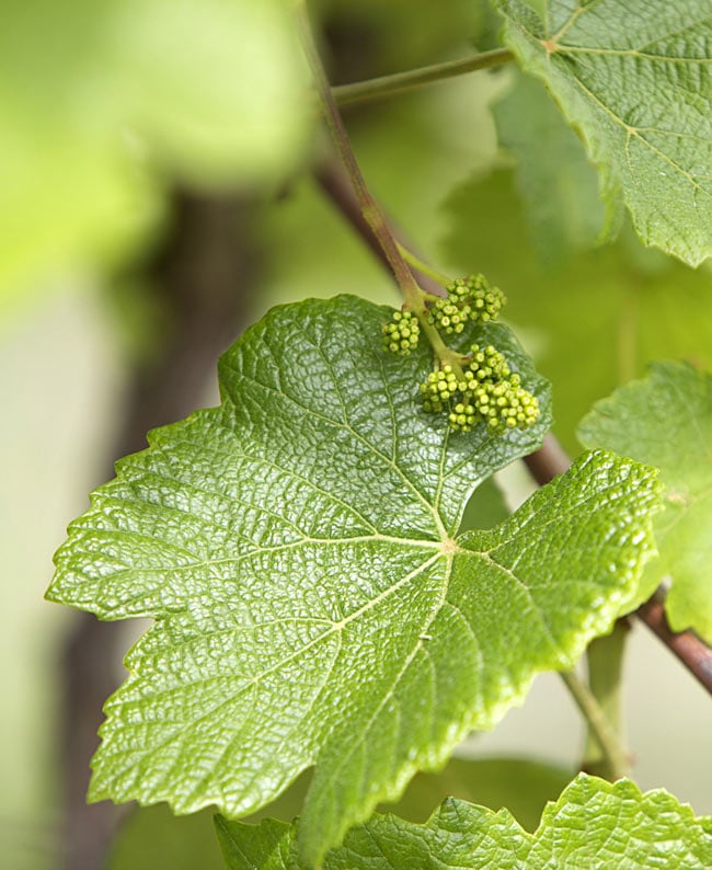 乾燥ブドウの葉 - Dry Grape Leaves 【B.Mechaalany&Sons】 3 - ブドウの木になった葉です。もう少し大きくなったころに丁寧に摘み取ります。
