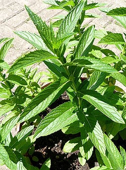 ペパーミント 【Tea Boutique】 - サブ3