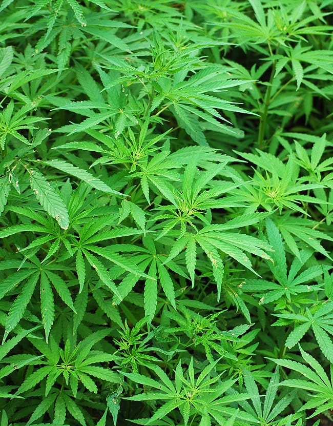 有機 麻の実 油 -ORGANIC HEMP SEED OIL 【Macrohealth】 2 - 麻の葉です。麻の実は食物として、茎は繊維として昔から使われてきました。