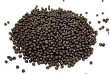 マスタード　シード - Mustard Seed 【100g 袋入り】の商品写真