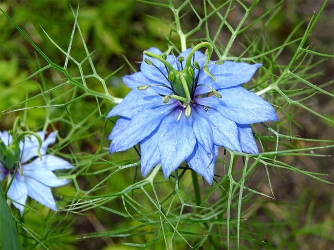 ニゲラシード Nigela - ブラック オニオン シード【500gパック】 3 - ニゲラの花です。花の中央付近に黒い種が詰まっています。