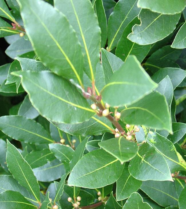 【オーガニック】ベイリーフ - Bay Leaves 【5g】 3 - 月桂樹の葉です。料理や生薬薬はたまた、生け垣として使われたりと多用途です。