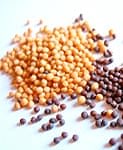 イエロー　マスタード　シード　Yellow Mustard Seed 【50gパック】