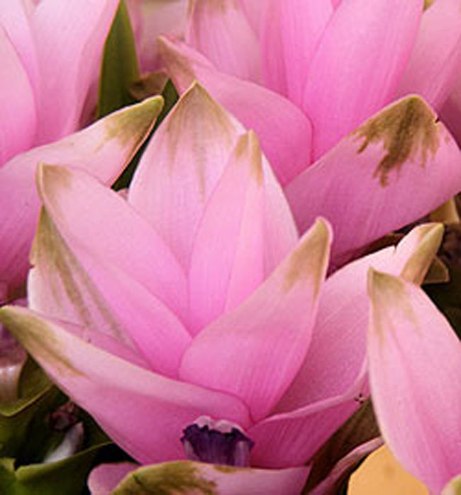 ターメリックパウダー Turmeric Powder 【100gボトル】 4 - ショウガ科ウコン属の植物の花。ウコン属の植物は、見事な花を咲かせます。（この商品のターメリックの花ではありません。イメージです。）