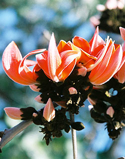 インド産 野生黒蜂蜜  【500g】【シタァール】 - サブ2