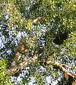 インド産 野生黒蜂蜜  【180g】【シタァール】 - サブ4