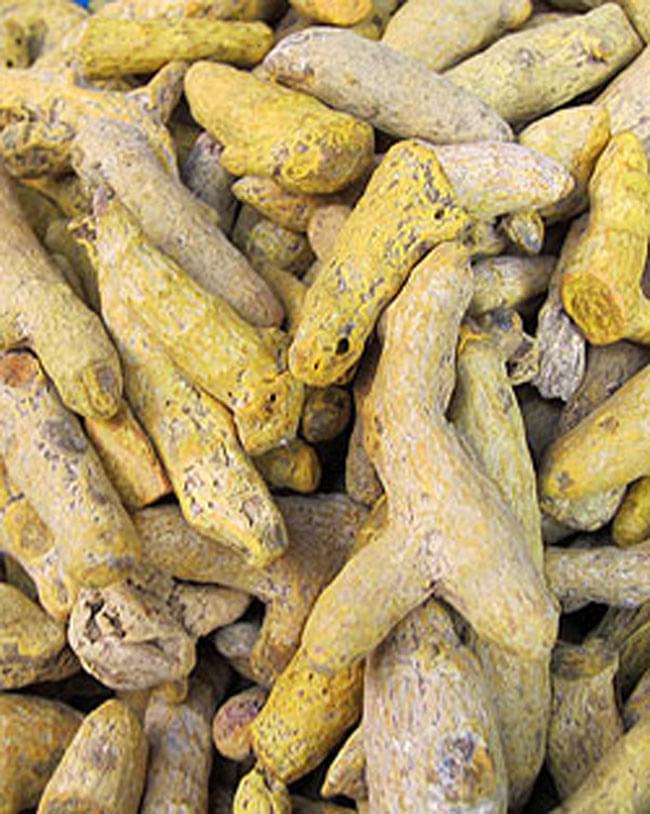 ターメリックパウダー Turmeric Powder 【50gボトル】 5 - 粉にする前のターメリックはこのような形状です。ショウガの中間というだけあって形も似ています