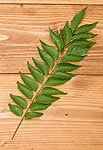 フレッシュカレーリーフ - Fresh Curry Leaves 【15g】の商品写真