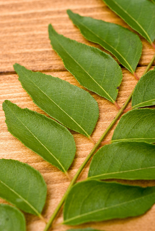 フレッシュカレーリーフ Fresh Curry Leaves ８g の通販 Tirakita Com