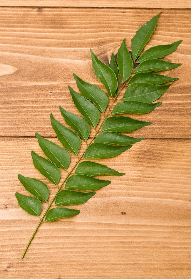 カレーリーフ８年生 カレーリーフ 〜成長記録 その2〜 | Kohei Office