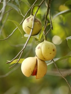 メース - Mace 【Ayurvedic Life】 - サブ3