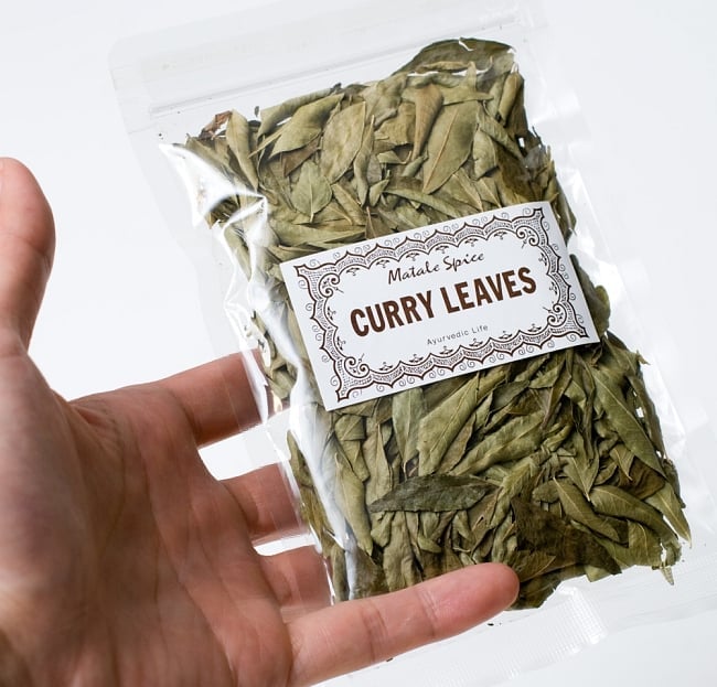 カレーリーフ - Curry Leaves 【10g袋入】(curry patta) 5 - サイズ比較のために手に持ってみました