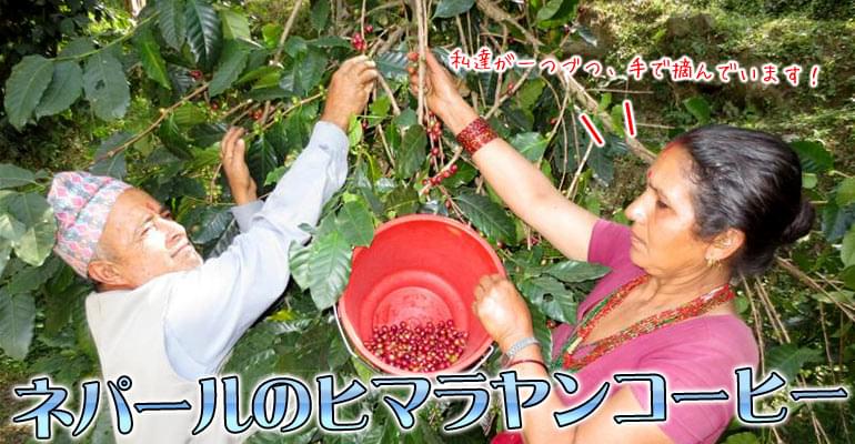 ネパールのヒマラヤ コーヒー - 500g【生豆】の上部写真説明