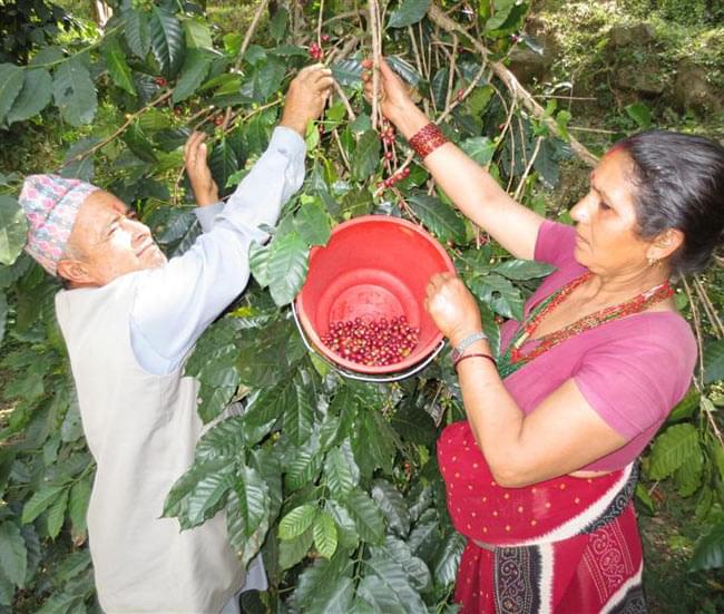 ネパールのヒマラヤ コーヒー - 100g【生豆】 5 - ネパールでハンドピッキングしている所です