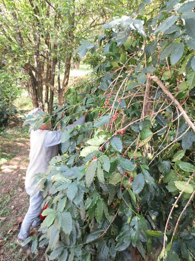 ネパールのヒマラヤ コーヒー - 100g【生豆】 6 - 大きな木になっているコーヒー豆を一粒一粒、手で収穫していきます
